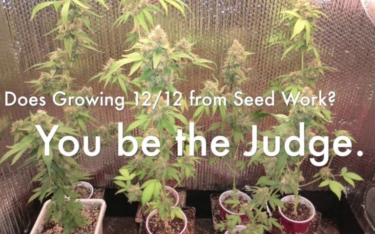 does-12-12-from-seed-work