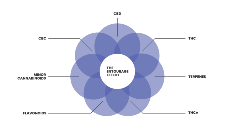 entourage-effect-explained-in-a-diagram
