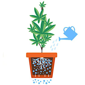 flushing-your-plants-soil-or-coco-coir-to-treat-nutrient-lockout