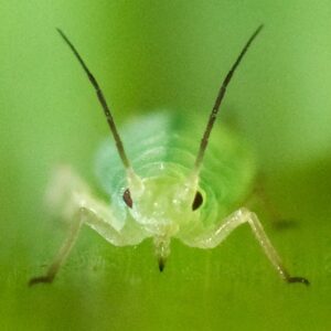front-view-aphids-in-cannabis