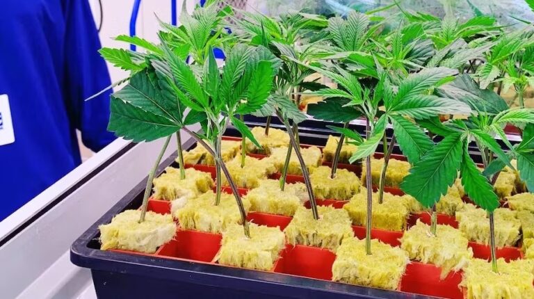 growing-in-rockwool-successfully