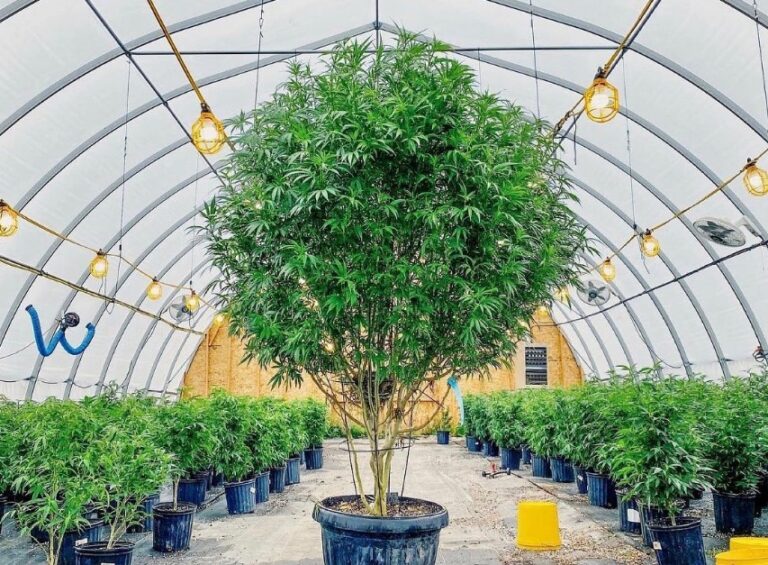 keeping-a-cannabis-mother-pant-cannabis