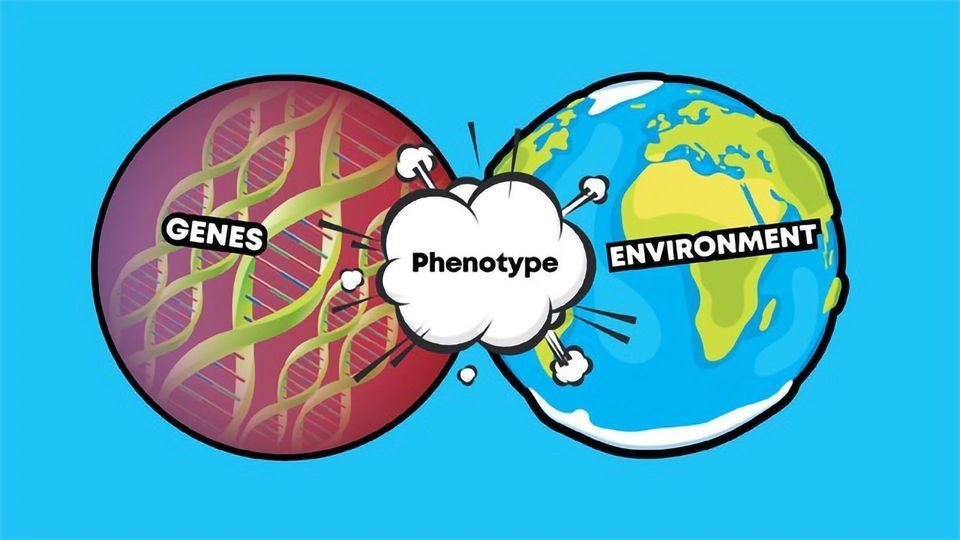 phenotype-and-genotype-cannabis-plants