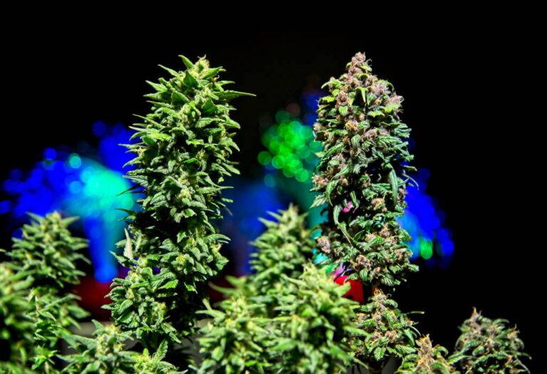 phenotype-and-genotype-phenotype-expression-in-plant-structure-color