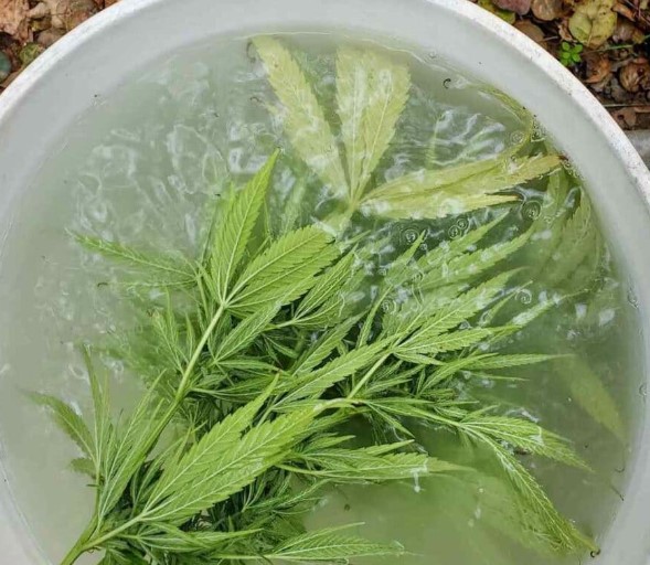 bud-washing-cannabis