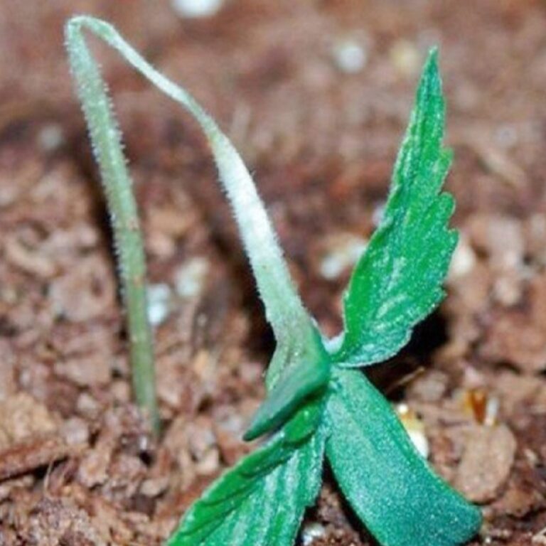 damping-off-cannabis-marijuana-weed