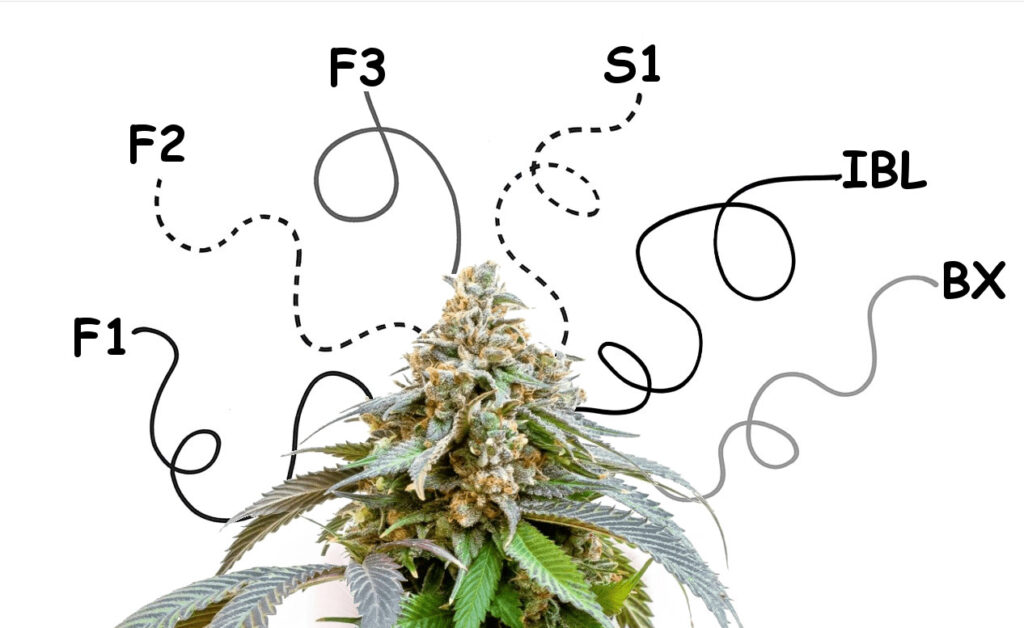 f1-f2-f3-ibl-s1-bx-seeds-of-weed