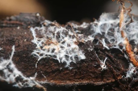 mycorrhizae-mold-on-soil