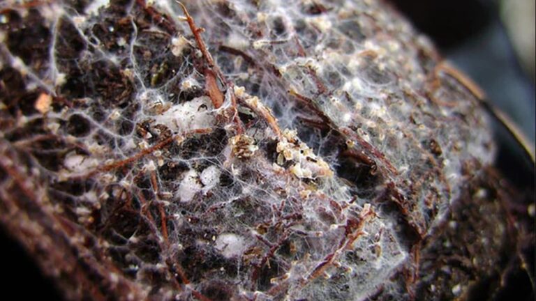 mold-on-soil-cannabis-cultivation