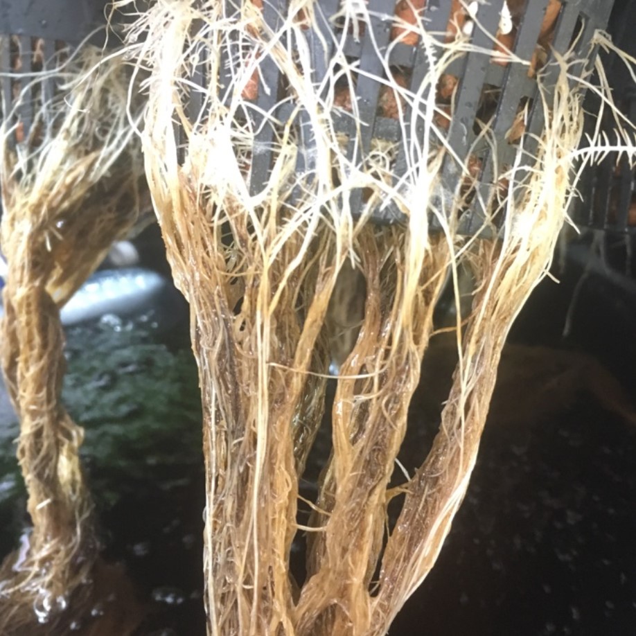 root-rot-hydroponic-system-symptoms-and-cleaning