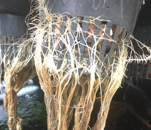 root-rot-hydroponic-system