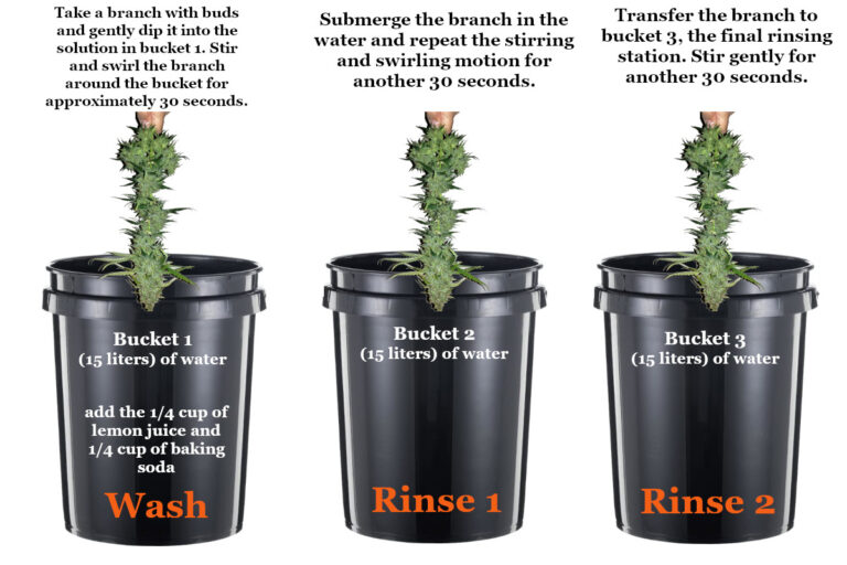 wash-your-buds-cannabis