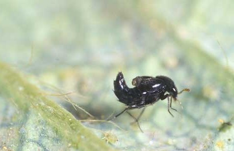 beneficial-bug-rove-beetle-consuming-spider-mites-on-leaf