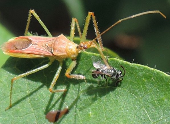 beneficial-bugs-assassin-bug-eating-cannabis-pest