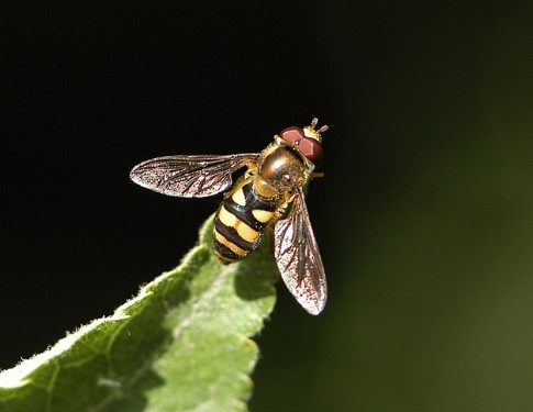 beneficial-bugs-hoverflies-perched-on-leaf-and-ready-to-attack