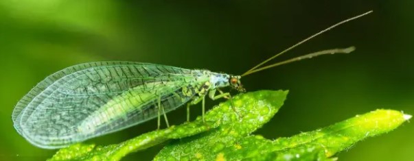 beneficial-insects-lacewing-sitting-on-cannabis-waiting-for-prey