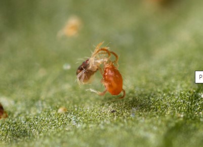 beneficial-insects-predatory-mite-attacking-spider-mite