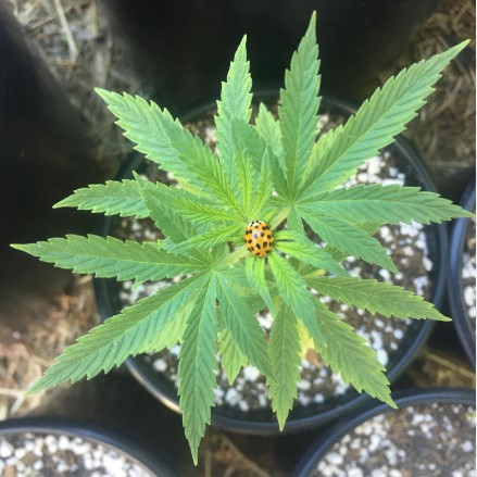ladybug-protecting-cannabis-plant