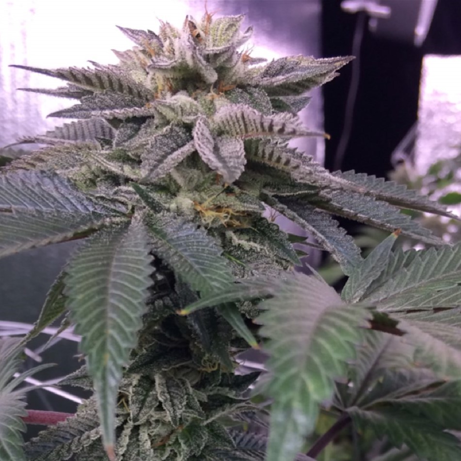 Master Kush Strain: The Ultimate Review
