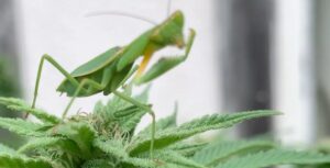 praying-mantises-defending-cannabis-crop
