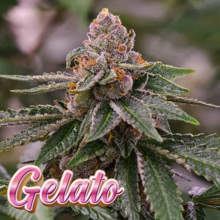 gelato-seeds